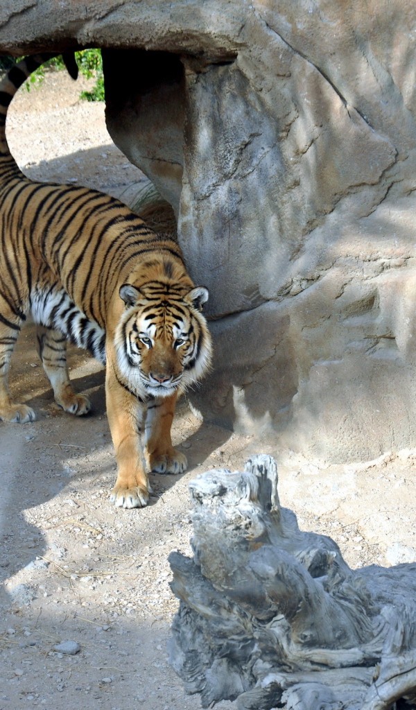 Тигр в вольере