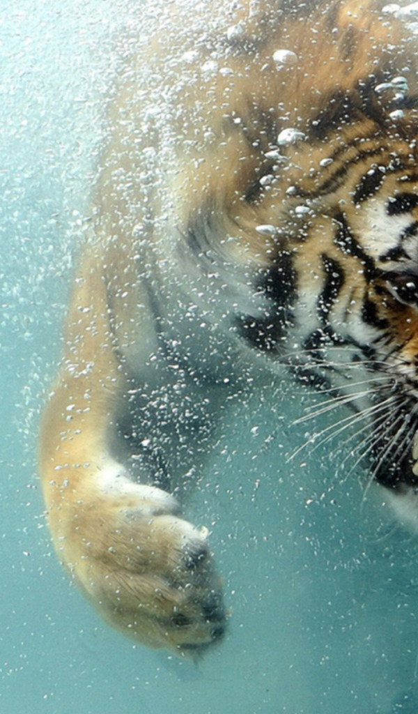 Тигр под водой