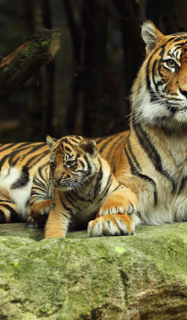 Тигрица с тигренком