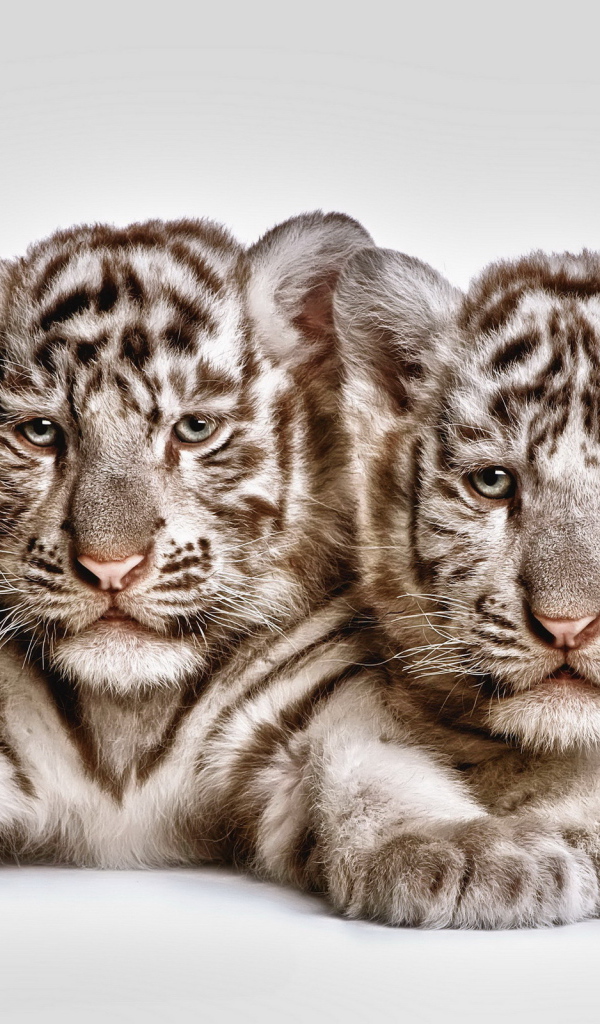 Два тигренка