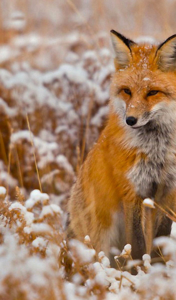 Рыжий лис