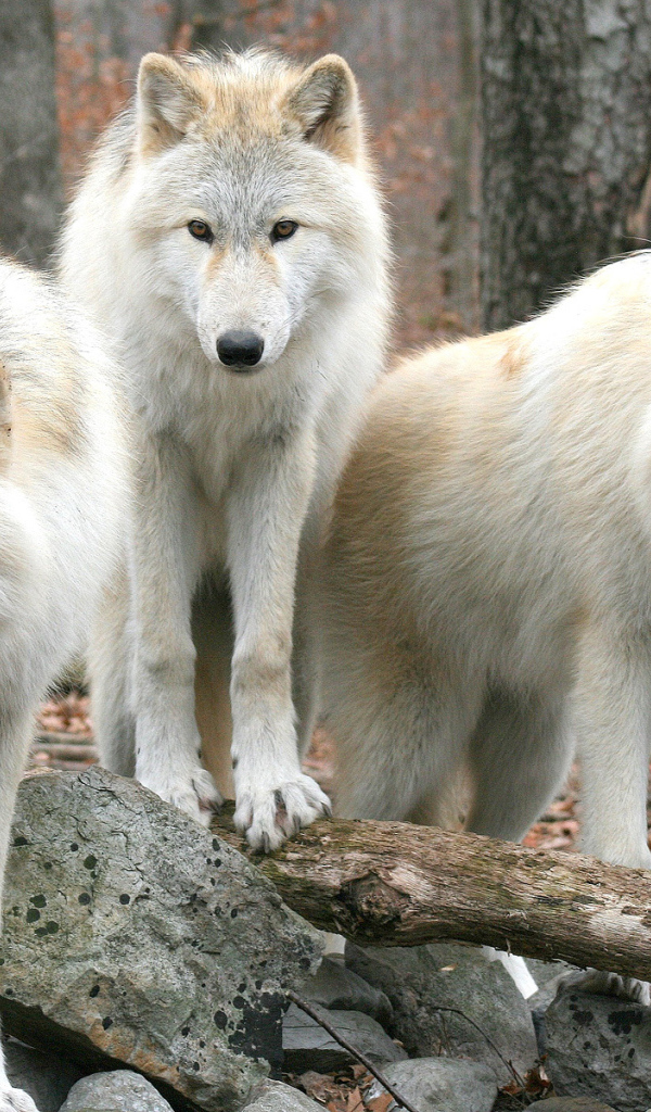 Белые волки