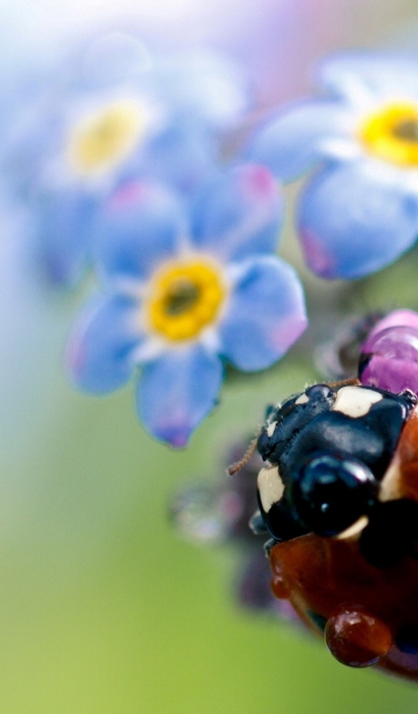 Божья коровка на цветах
