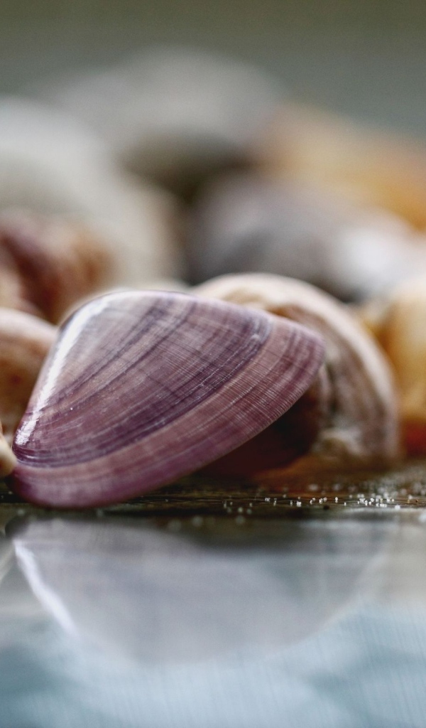 Морские ракушки