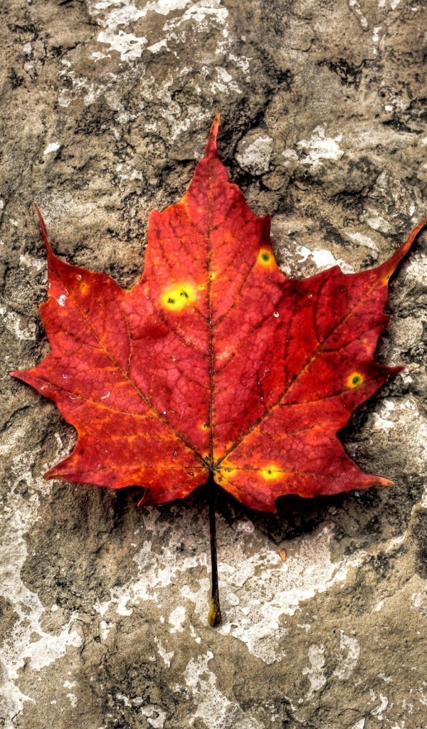 Лист на камне