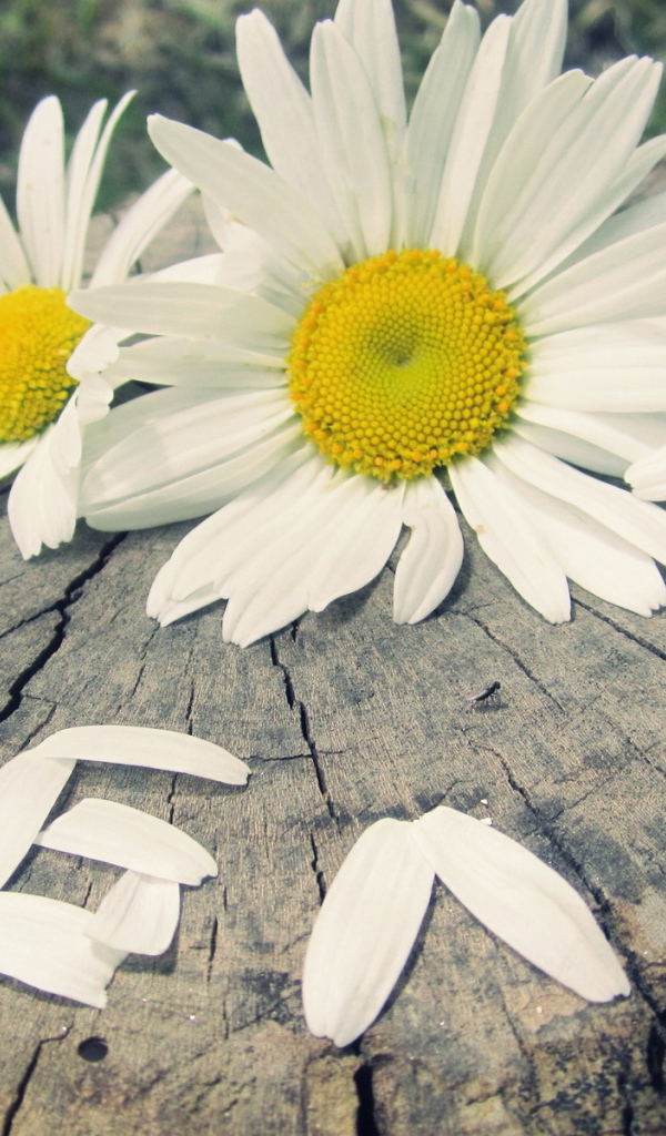 надпись Люблю