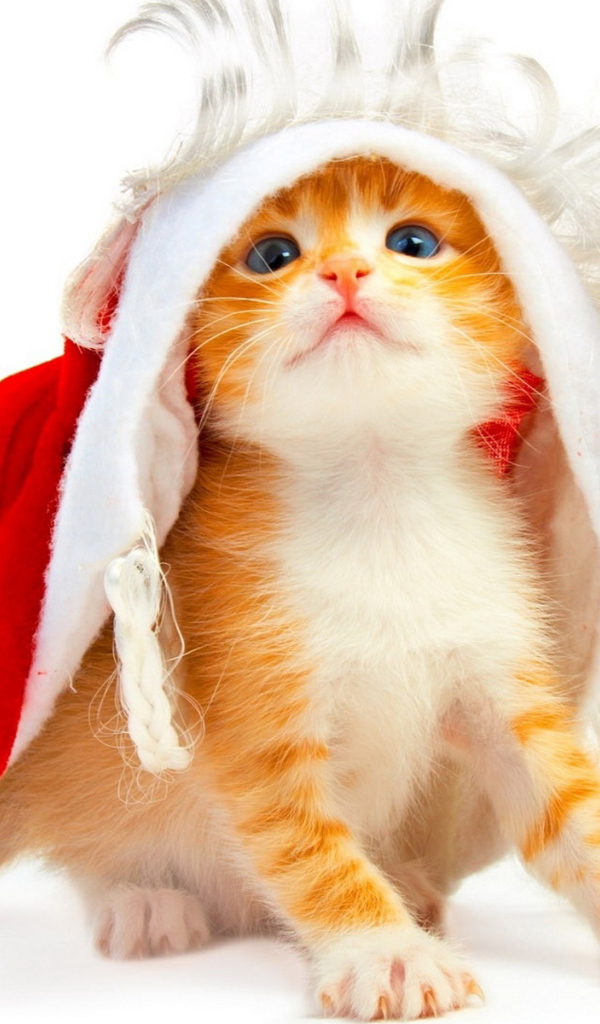 Котенок под колпаком