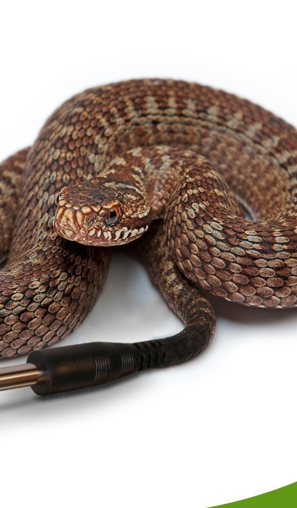 Компьютерная змейка