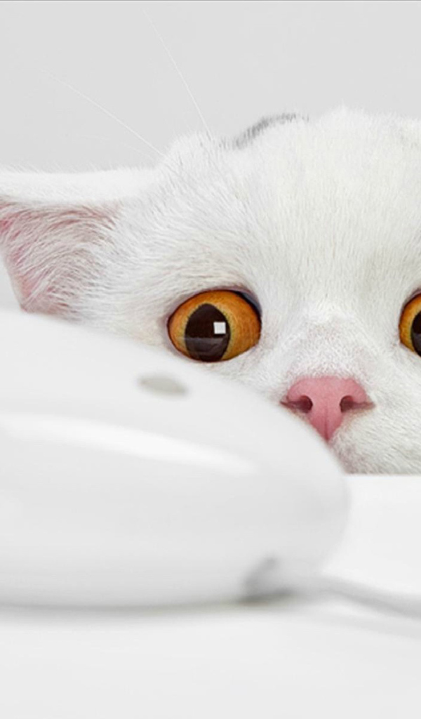 Кошки-мышки