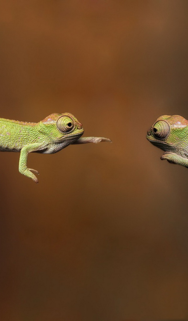 Хамелеоны
