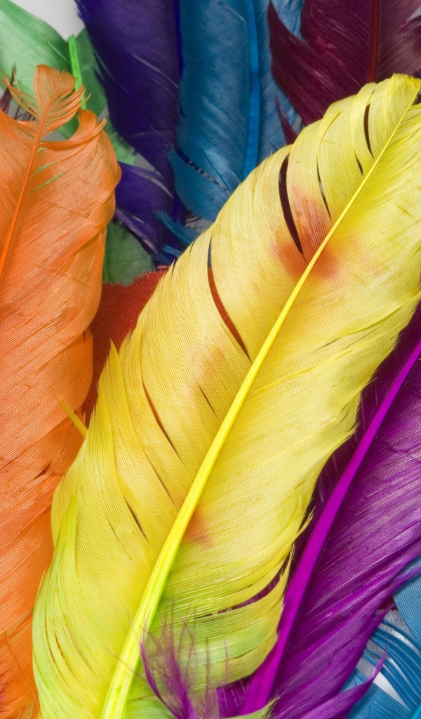Перья в цвете