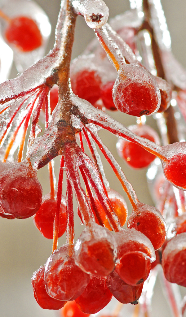 Рябина со льдом