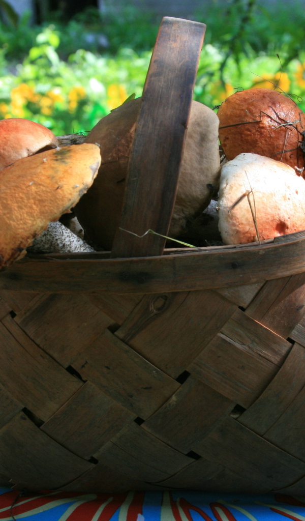 Корзина с грибами