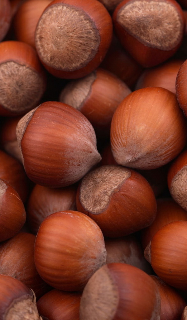 Лесные орехи