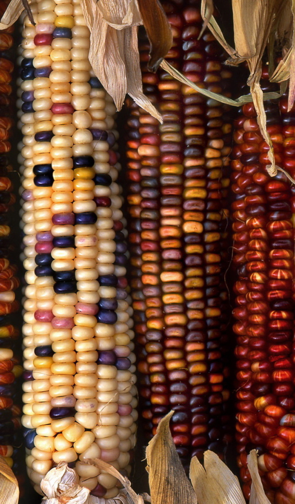 Разноцветные початки