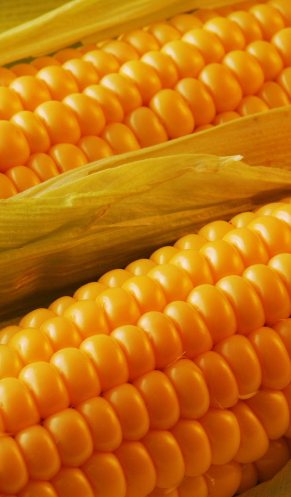 Спелая кукуруза