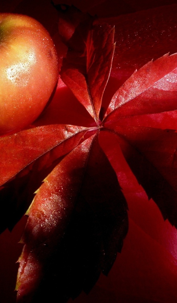 Яблоко на красном