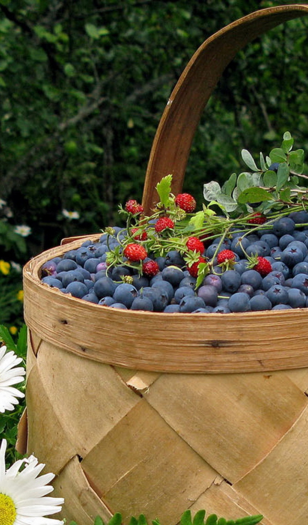 Корзина черники