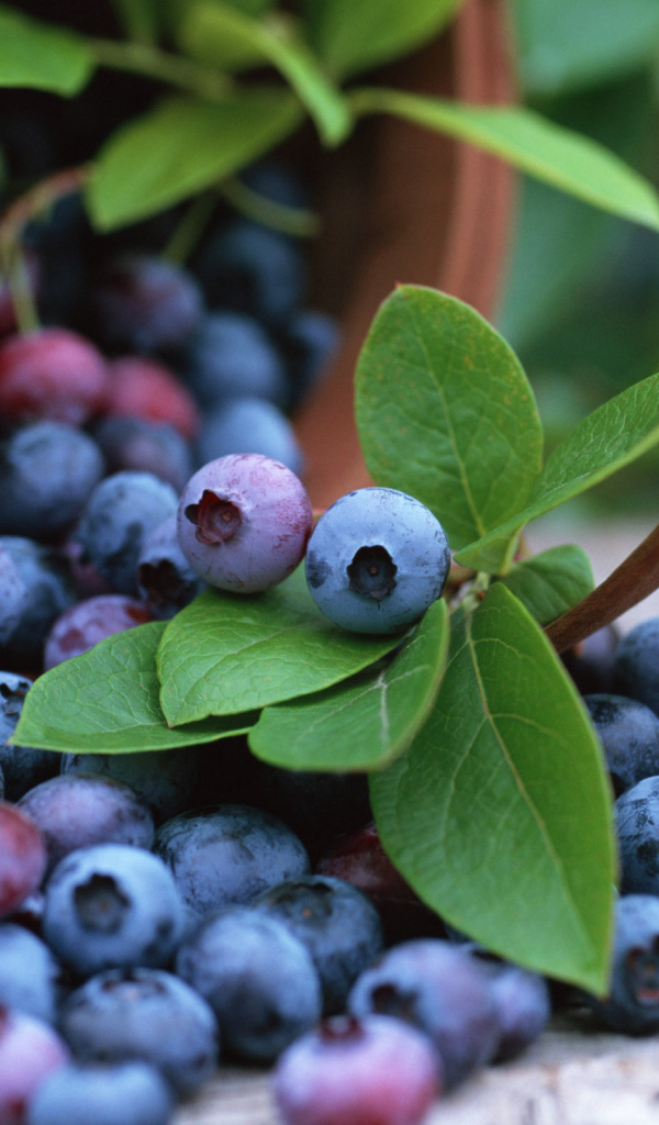 Корзинка черники