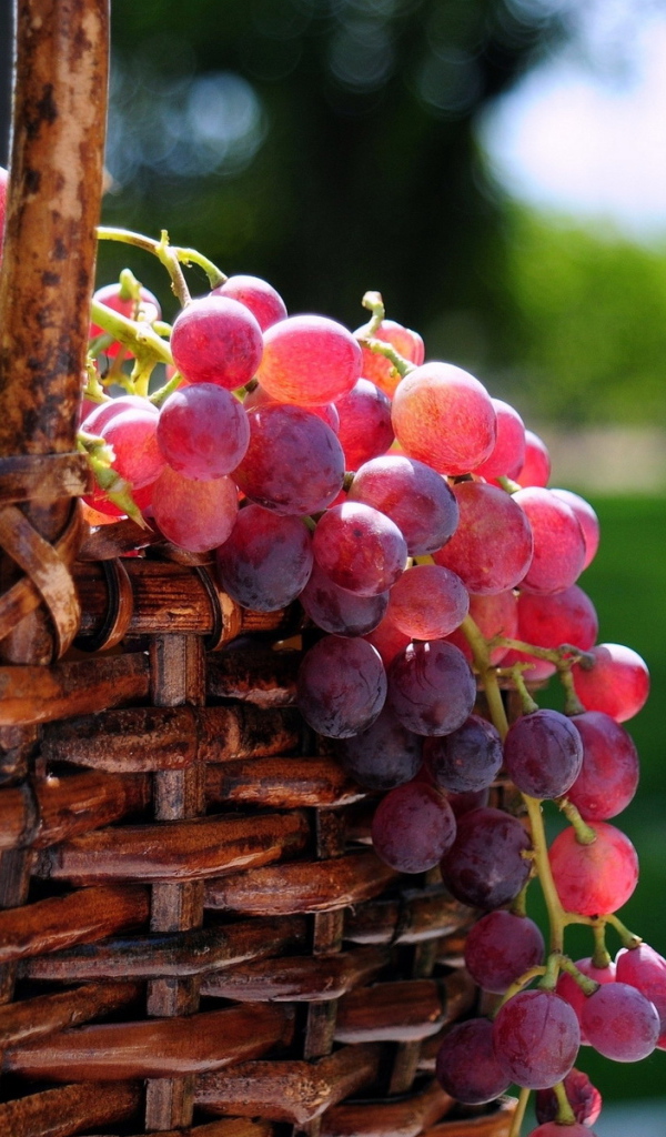 Корзина с виноградом