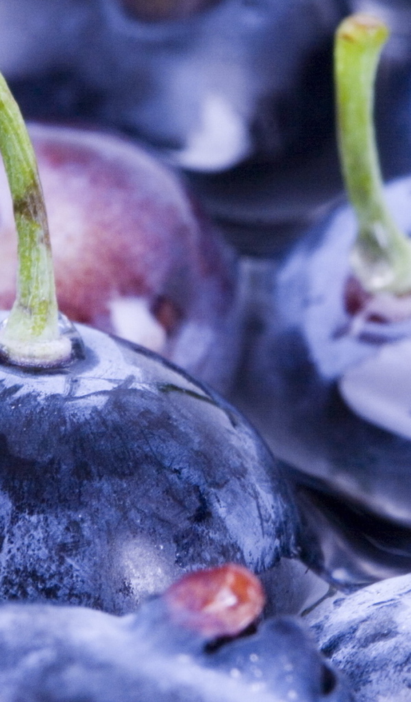 Ягоды черники