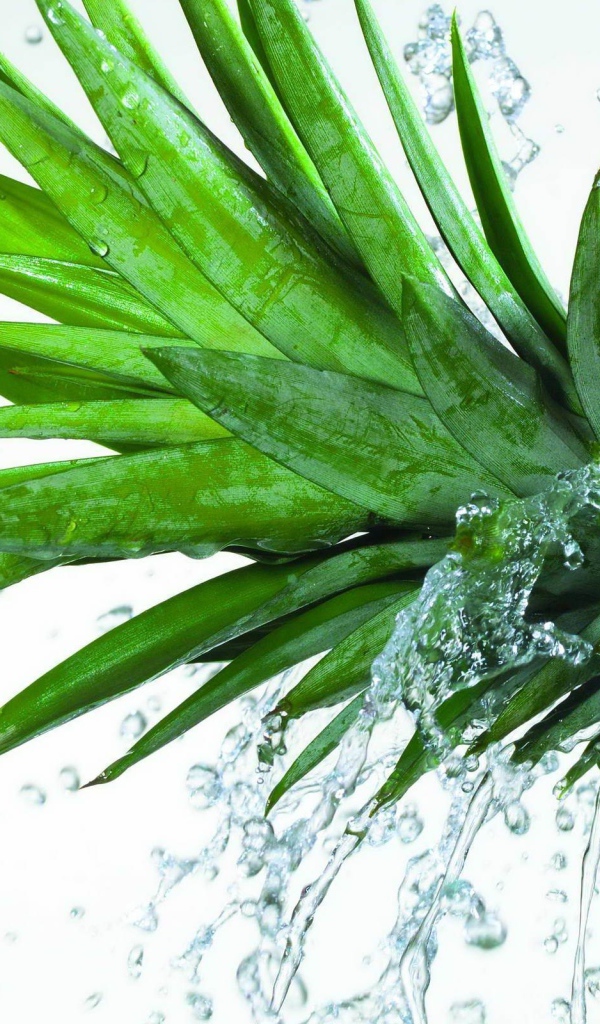 Свежий ананас