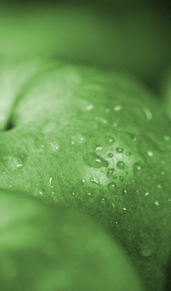 Зеленые яблочки