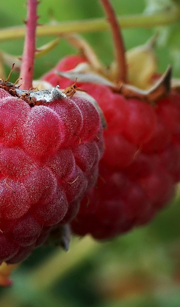 Малина на ветке