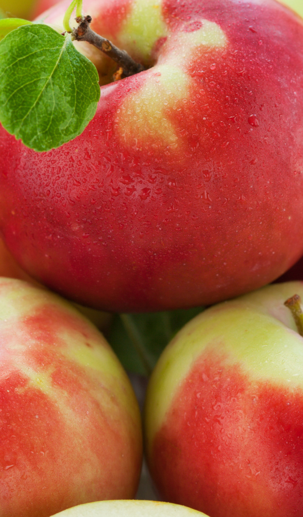 Спелые яблочки