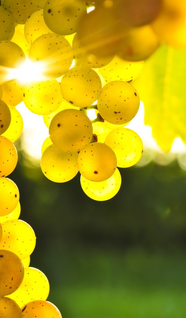 Спелый виноград