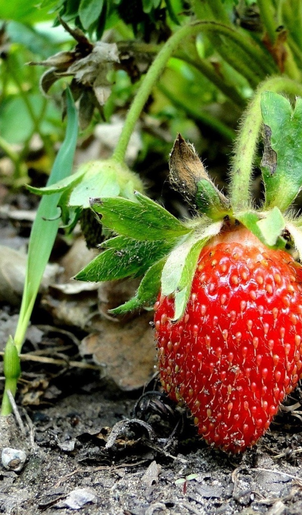 Созревшая клубника