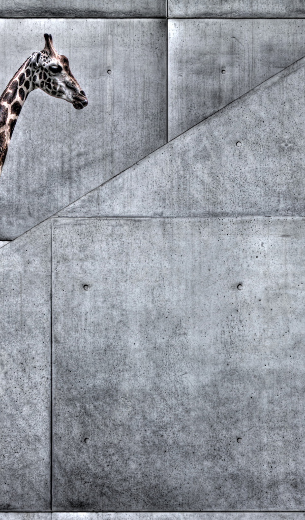 Жираф на лестнице