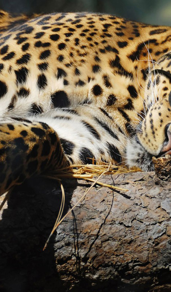 Спящая киса