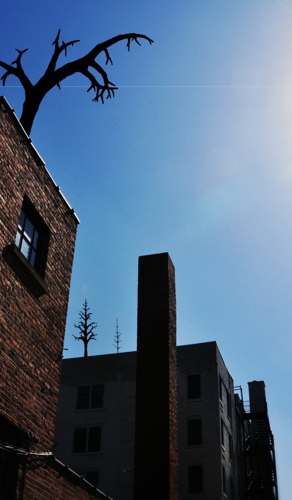 Деревья на крыше