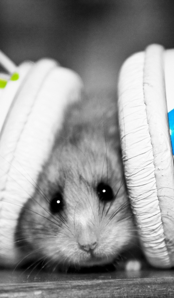 мышь - меломан