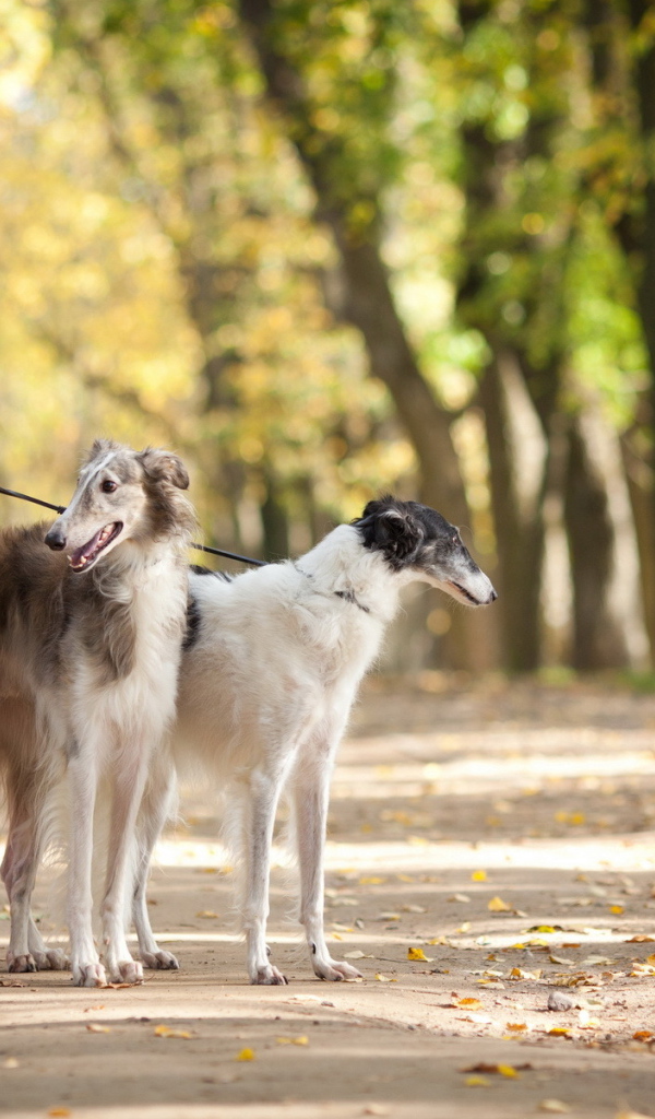Девушка с собаками