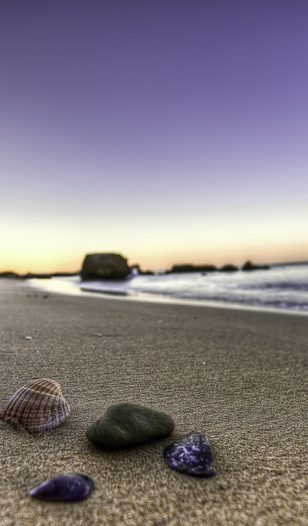 Ракушки на берегу