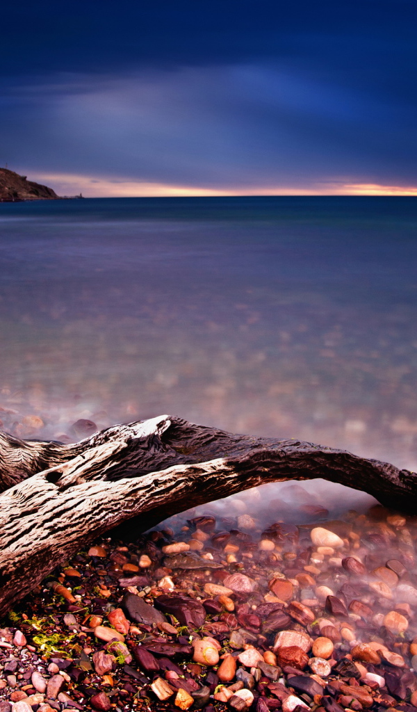 Коряга на берегу