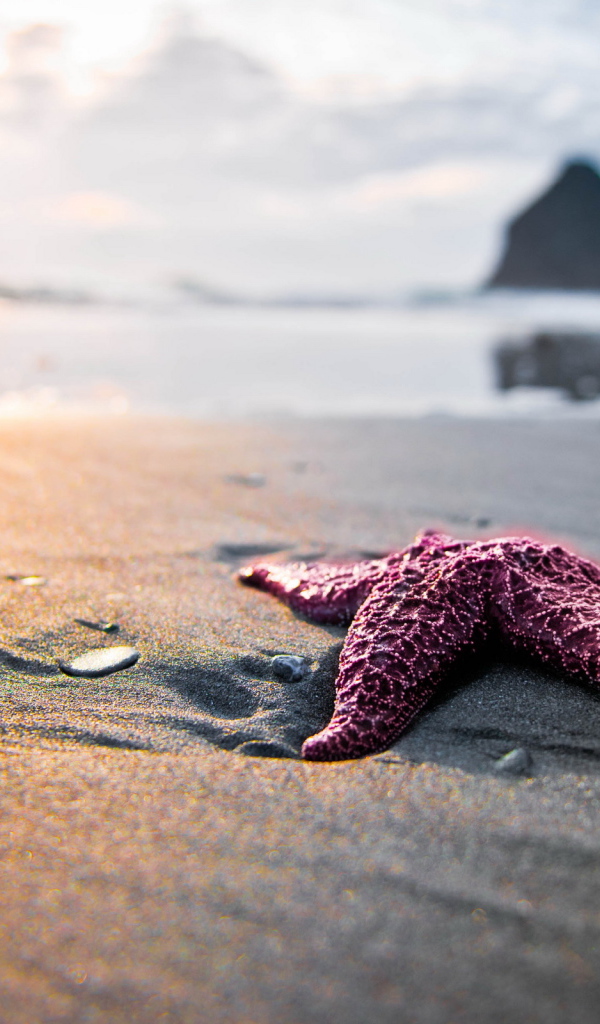 Морская звезда на песке