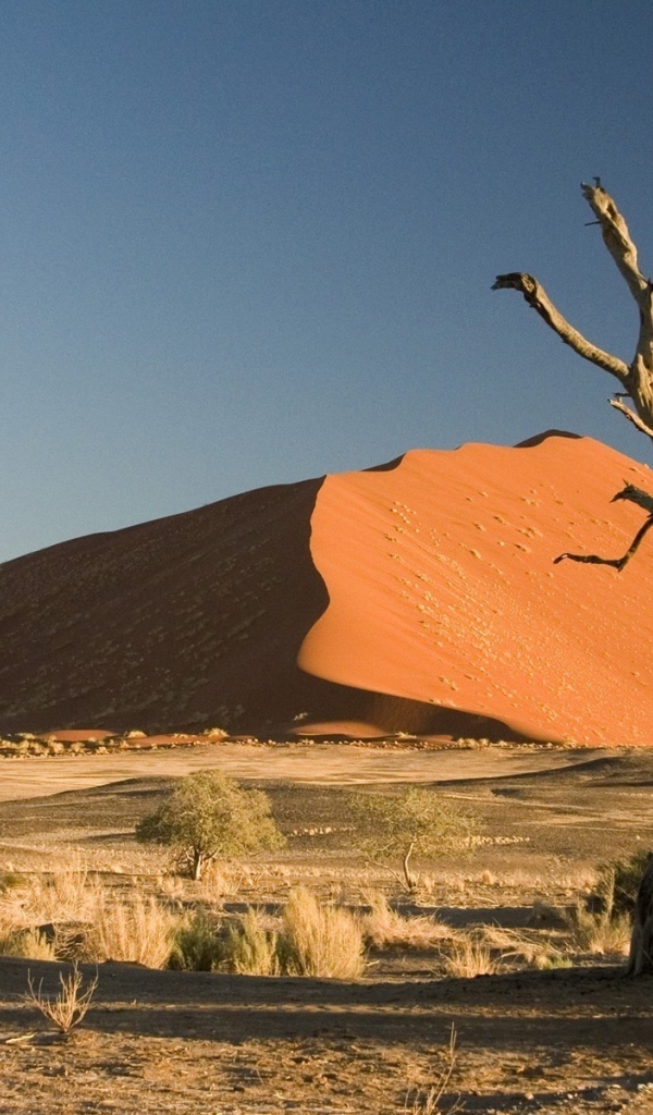 Сухое дерево в пустыне
