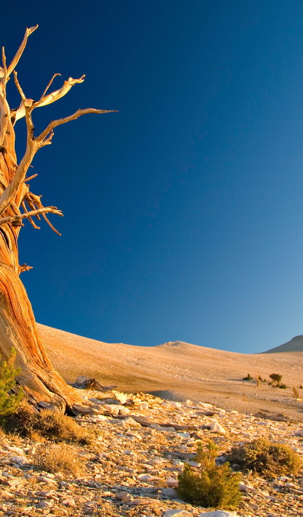 Сухое дерево в пустыне