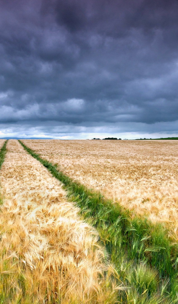 Колосящееся поле