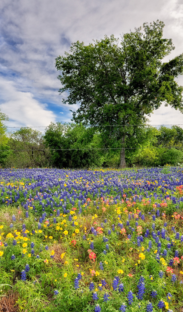 Поле люпинов