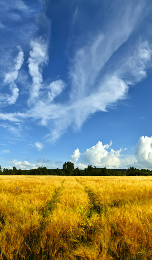 Золотое поле