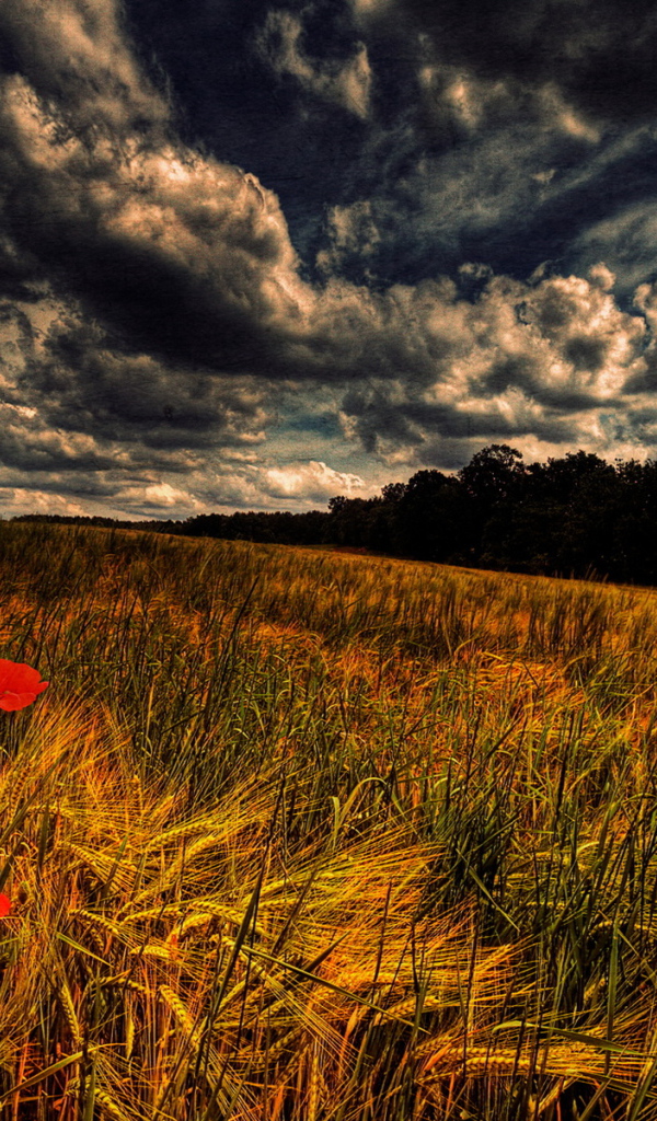 Злаки и маки