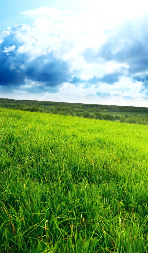 Зеленое поле