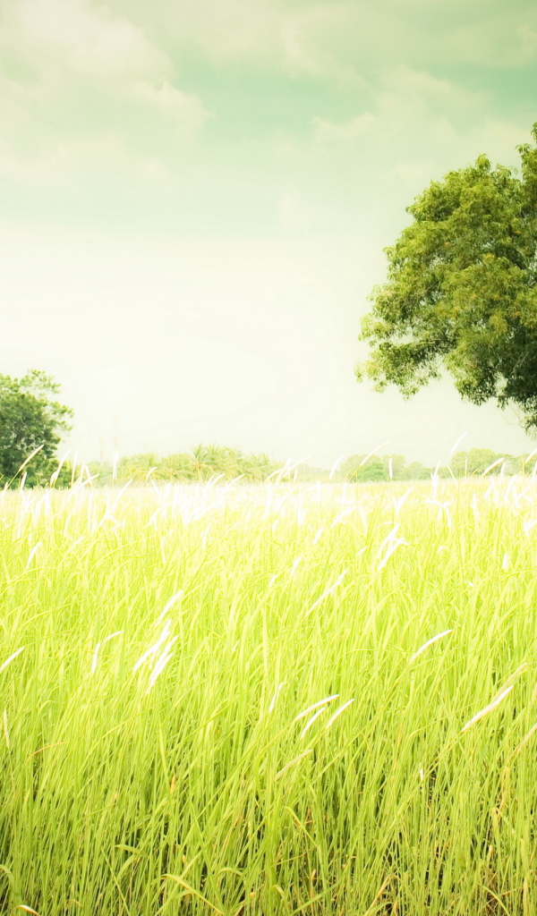 Зеленеющее поле