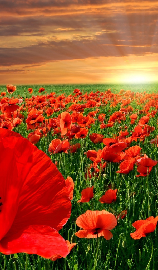 Маковое поле