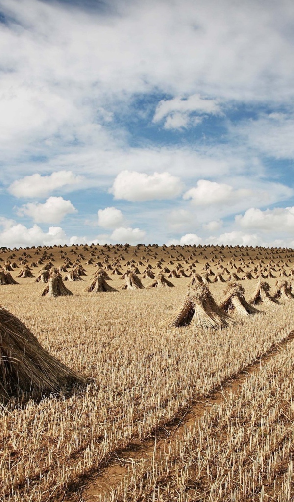 Снопы на поле