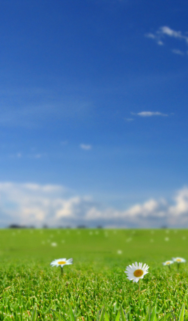 Летнее настроение